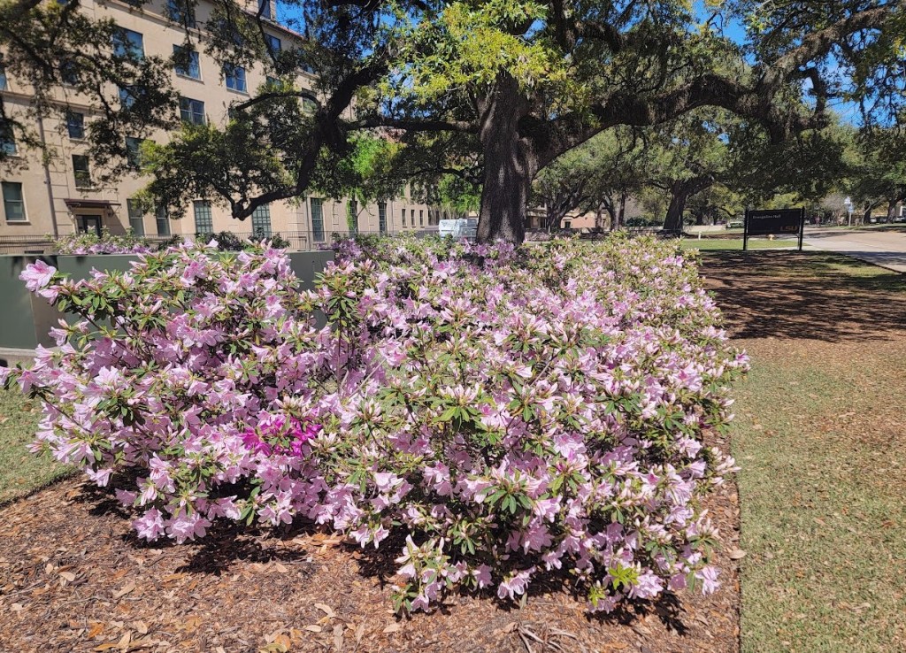 A large azalea bush covered in pink flowers on the LSU campus, with live oak trees and campus buildings in the background. Photo by Gene Kopp.